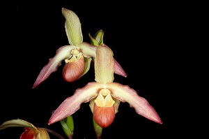 Phragmipedium Young Lindley Huntington's Cardinal AM/AOS 82 pts.